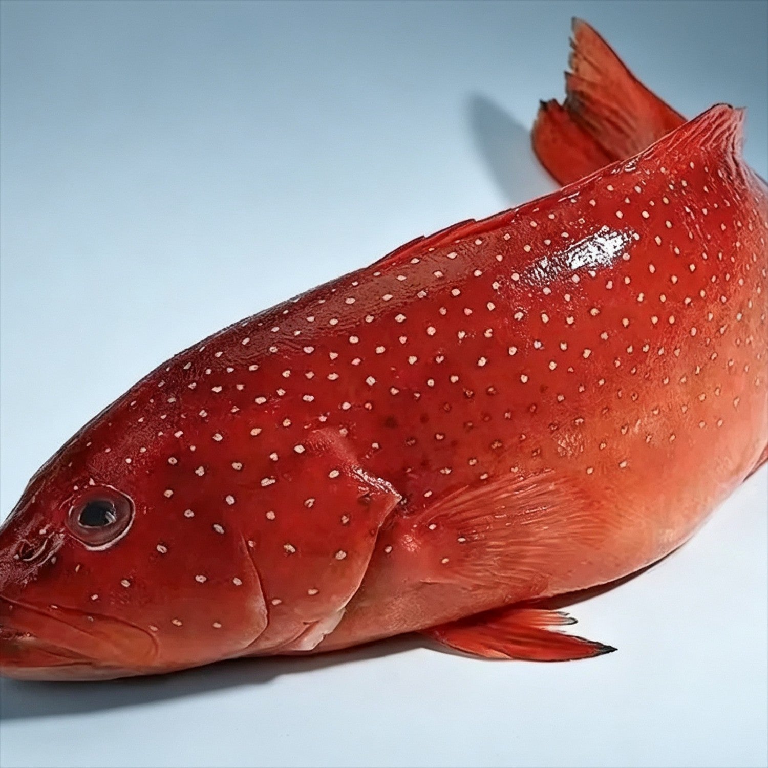 Premium Seafood Selection 8